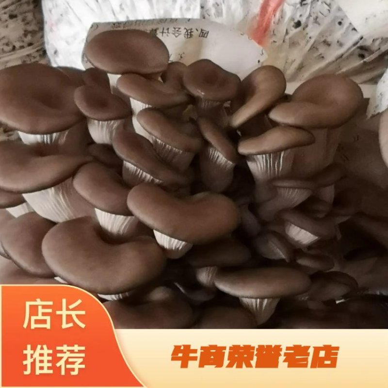 平菇优良品种，一级试管种，原种灰黑色，广温型，抗病高产，