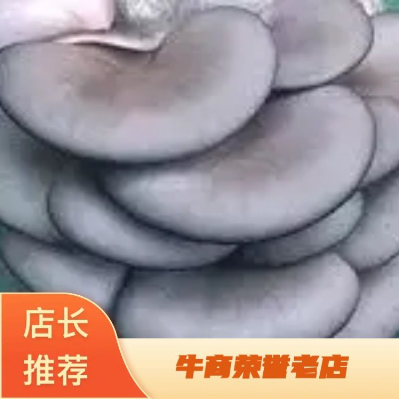 平菇三级栽培种，灰黑色，广温型，抗病能力强，产量高，