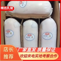 【包邮】广式生鲜乳猪鲜冻乳猪碳烤乳猪烧腊乳猪卤水量大从优