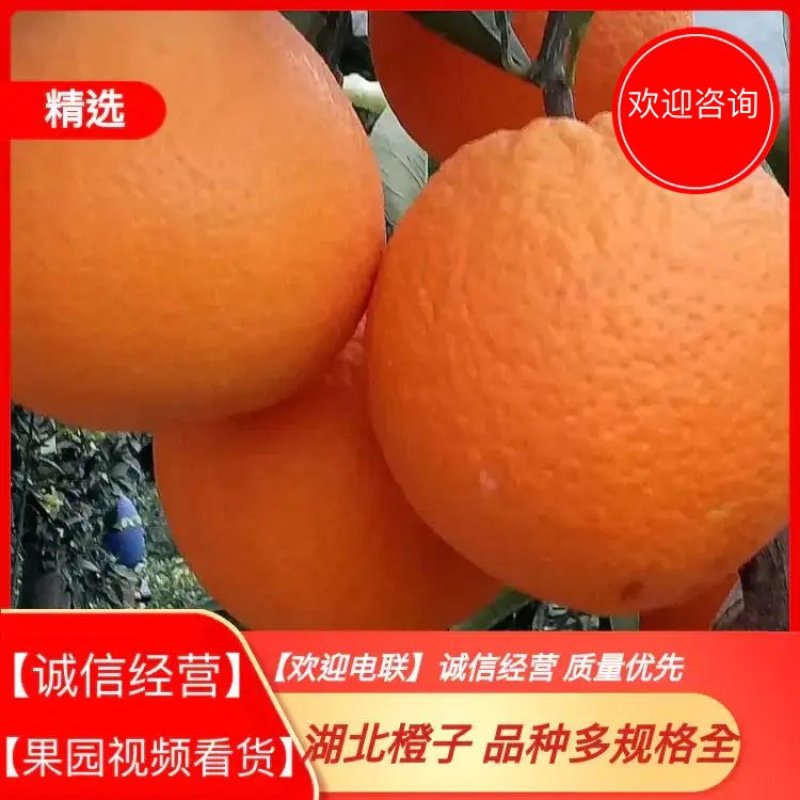 伦晚脐橙产地大量批发伦晚血橙【便宜出售】欢迎咨询量大价优