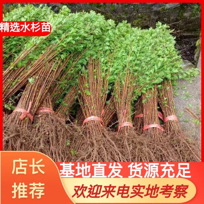 水杉小苗水杉苗水杉树基地直供产地直发欢迎来选购