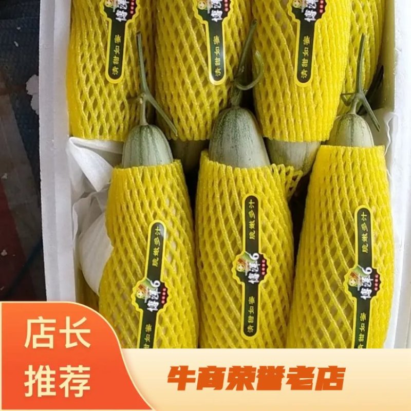 山东甜瓜香甜多汁博洋甜瓜大量上市产地发货质量保证