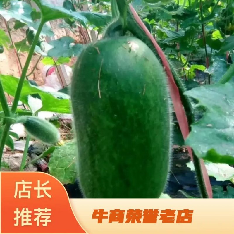 一串铃绿皮优质小冬瓜产地发货量大价优欢迎咨询下单