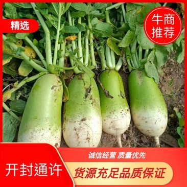 【直发】河南精品青萝卜量大质量好品质优欢迎下单来订购