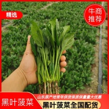 精品【菠菜】对接电商市场商超等各类客户欢迎咨询