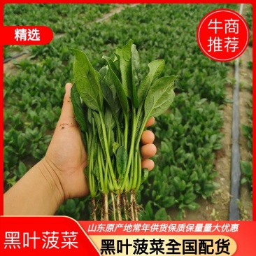 精品【菠菜】对接电商市场商超等各类客户欢迎咨询