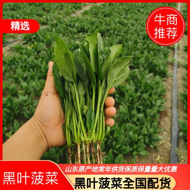 精品【菠菜】对接电商市场商超等各类客户欢迎咨询