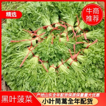 【茼蒿】小叶茼蒿大量现货，现采现发产地直发质量保证！