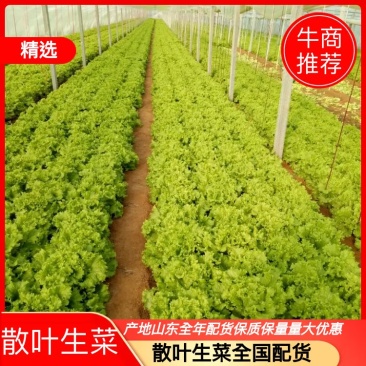 散叶生菜6两~8两可视频或者实地看货种植规模大