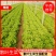 散叶生菜6两~8两可视频或者实地看货种植规模大