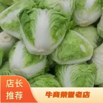 东京868白菜4~6斤净菜货源充足稳定河南大白菜