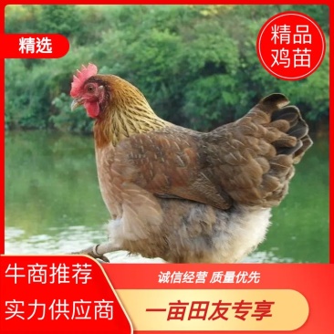 鸡苗麻鸡苗，包防疫包运输死亡包赔，技术支持