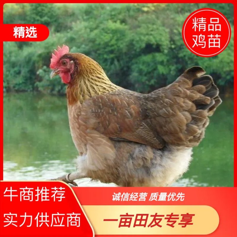 鸡苗麻鸡苗，包防疫包运输死亡包赔，技术支持