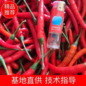 广西小米椒、朝天椒，大量上市、物美价廉，诚信经营