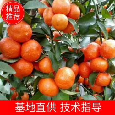 诚信经营，产地直销广西玉林博白县精品沙糖桔，大量供应。