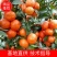 诚信经营，产地直销广西玉林博白县精品沙糖桔，大量供应。