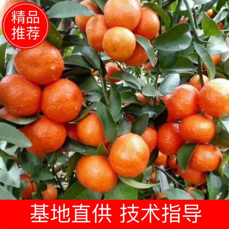 诚信经营，产地直销广西玉林博白县精品沙糖桔，大量供应。