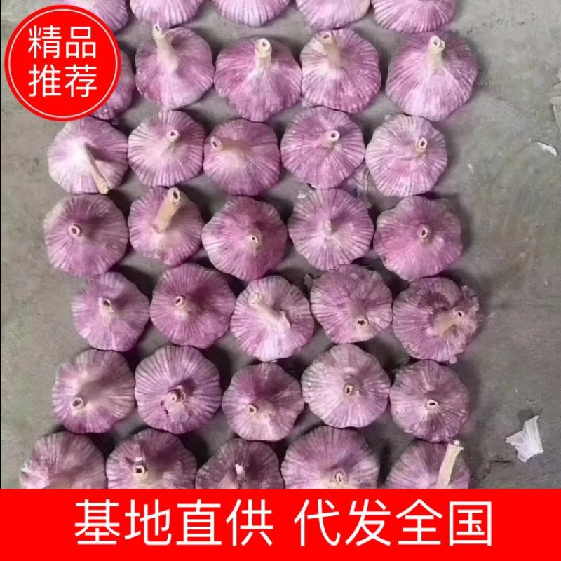 大蒜代收带储存代加工，大型冷库，实力配资