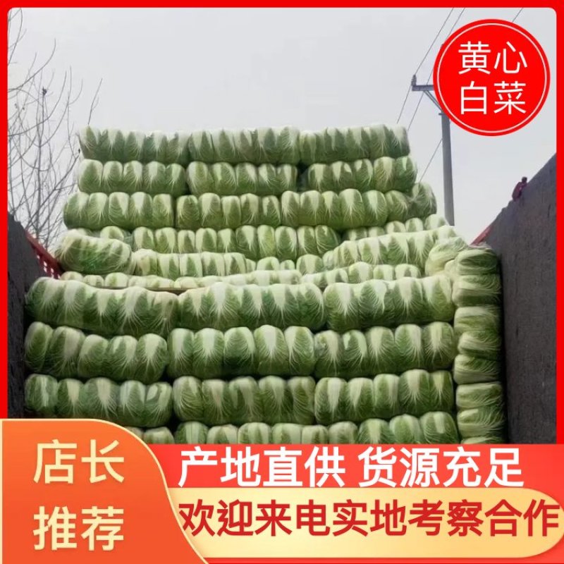 【热销】精品黄心大白菜产地直发万亩种植基地欢迎咨询