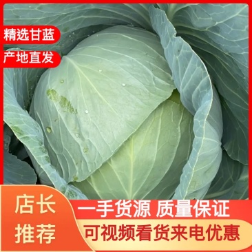包菜平包扁包奥奇娜大量有货价格优惠货源充足