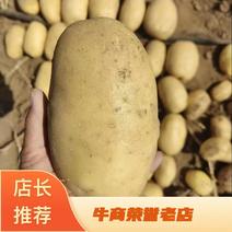 优选土豆现挖现发大量供应批发质量保证欢迎咨询