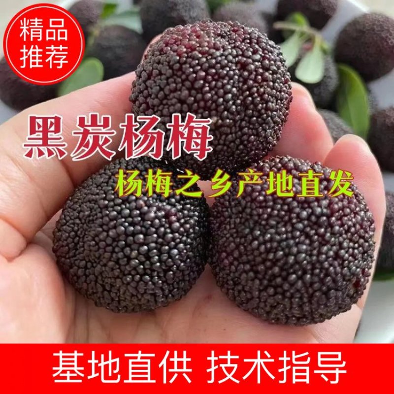 大黑炭杨梅苗(荸荠)(乌梅苗)杨梅嫁接苗南方杨梅苗
