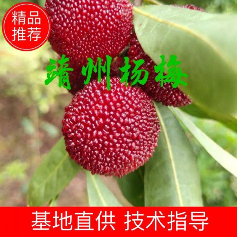 杨梅苗嫁接苗(乌梅苗)(黑炭)(荸荠)南方杨梅苗