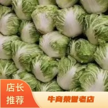 河南精品白菜，货源充足基地直供，欢迎各地老板前来咨询