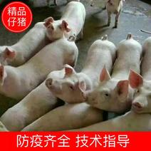 仔猪【防疫严格】猪场供应三元仔猪苗猪，山东仔猪价格面议