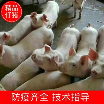 仔猪，三元仔猪苗猪，山东仔猪价格