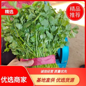 【优选商家】精品香菜产地货源产地直发量大从优可视频看货
