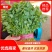 【优选商家】精品香菜产地货源产地直发量大从优可视频看货