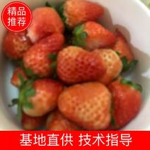 河北唐山，红颜草莓，产地直发