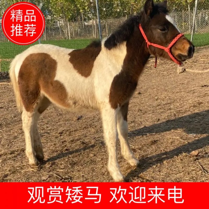 矮马，骑乘小矮马观赏矮马德保矮马设特兰