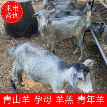 国宝青山羊，怀孕母羊，小羊羔，青年羊，二胎怀孕都有