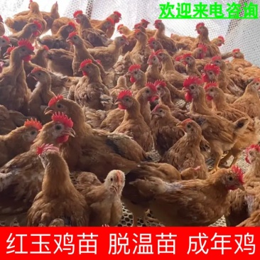 红玉鸡，出壳苗脱温苗青年鸡，大量出售，全国可发，