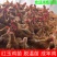 红玉鸡，出壳苗脱温苗青年鸡，大量出售，全国可发，