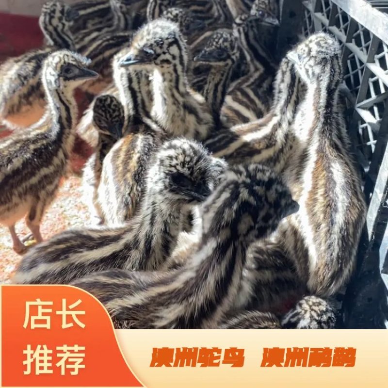 澳洲鸵鸟，澳洲鸸鹋，鸵鸟蛋鸵鸟幼崽成年鸵鸟回收货到付款
