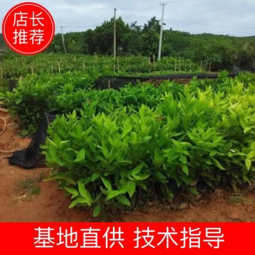海南黑金刚莲雾苗莲雾苗营养杯苗现挖先发量大从优