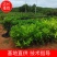 海南黑金刚莲雾苗莲雾苗营养杯苗现挖先发量大从优