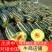 博洋9号甜瓜皮薄脆甜可口货源充足对接全国