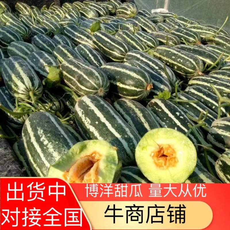 博洋9号甜瓜皮薄脆甜可口货源充足对接全国