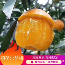 脐橙💕秭归脐橙🍊口感甘甜√货源稳定√长期大量供应