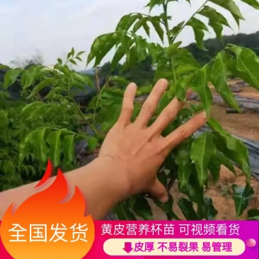 海南白沙黑皮黄皮营养杯苗黄皮果苗可视频看货