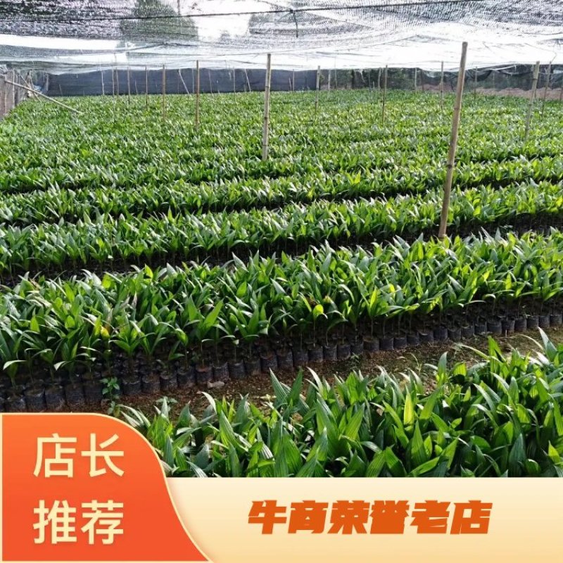 海南本地槟榔果苗槟榔杯苗品种纯正免费提供技术指导