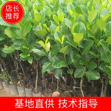 八号红肉菠萝蜜苗营养杯苗量大从优