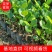 五号红肉菠萝蜜苗营养杯苗量大从优