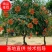 凌霄花苗大花爬墙爬藤植物中国美国凌霄树苗阳台庭院别墅四季