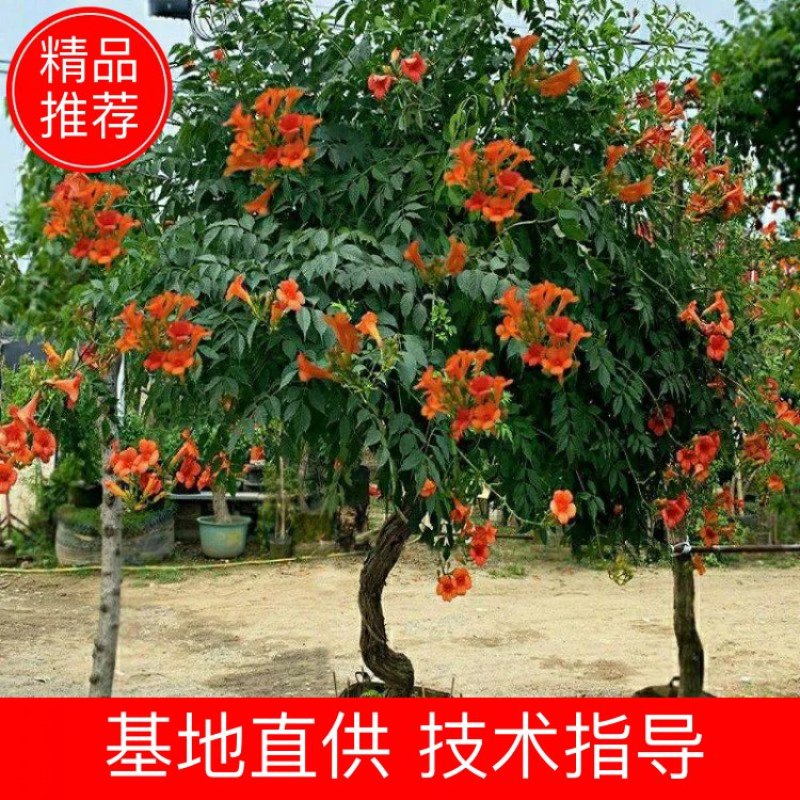 凌霄花苗大花爬墙爬藤植物中国美国凌霄树苗阳台庭院别墅四季