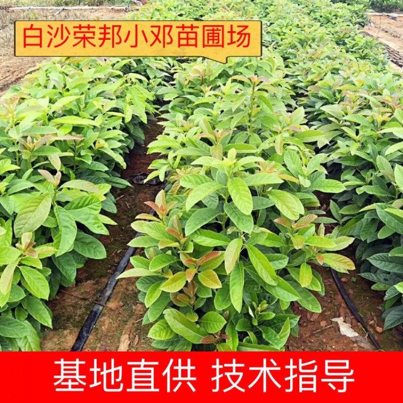 牛油果苗营养杯苗20~30cm量大从优